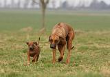 RODESIAN RIDGEBACK 162